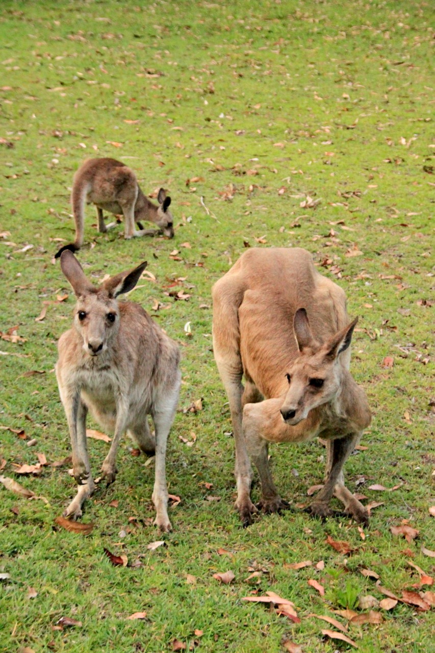 Kaengurufamilie.jpg