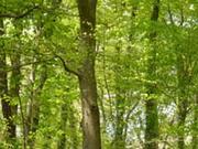 wald