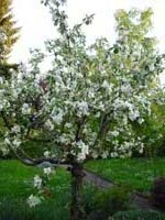 Apfelbaum