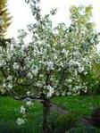 Apfelbaum
