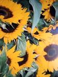 Sonnenblume