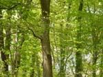 wald