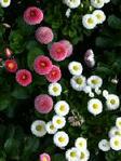 blumen.jpg
