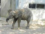 elefant