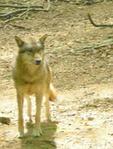 wolf1