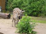 Tiere