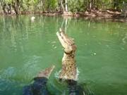 krokodil