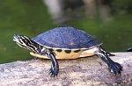 Pinin-Schildkroete01_k.jpg