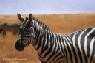 Zebra.jpg
