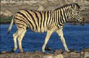 Zebra0036.jpg