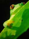 frosch