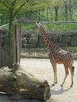 giraffe2