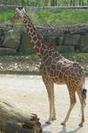giraffe0