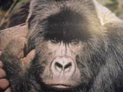 gorilla