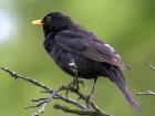 j25_amsel.jpg