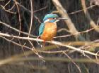 j77_eisvogel.jpg