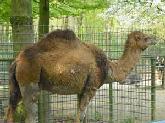 lama.jpg