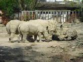 nashorn.jpg