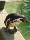 pinguin