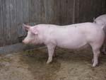 schwein