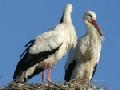 storch.jpg