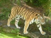tiger.jpg