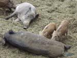 wildschwein