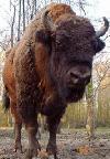 wisent.jpg