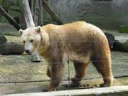 baer