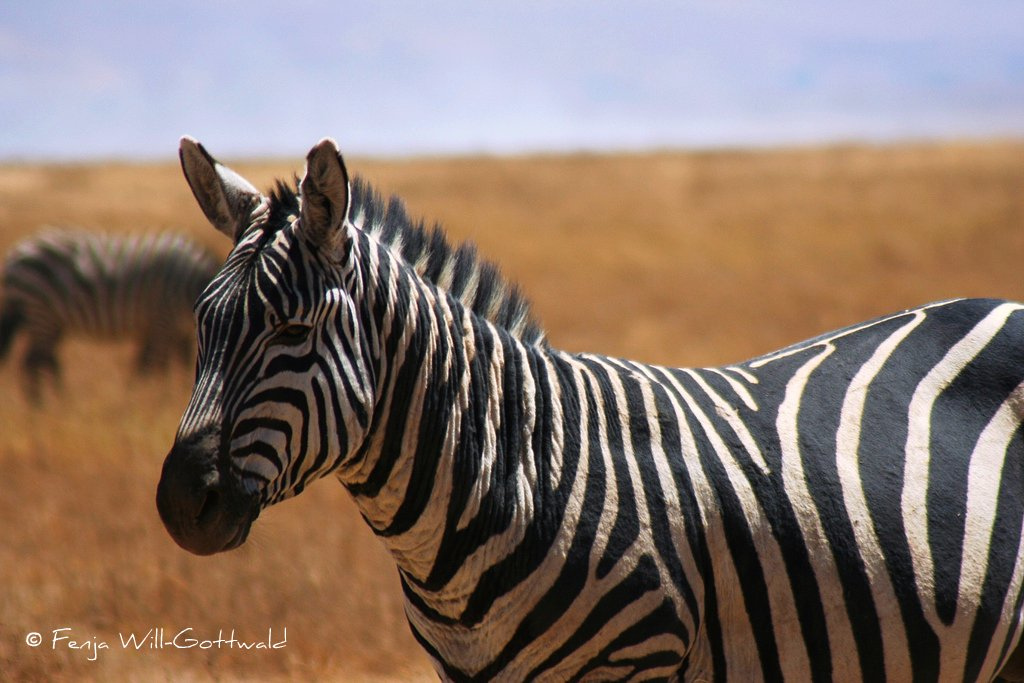 Zebra.jpg