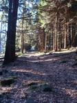 Waldweg im Taunus (Kronberger Gemarkung)