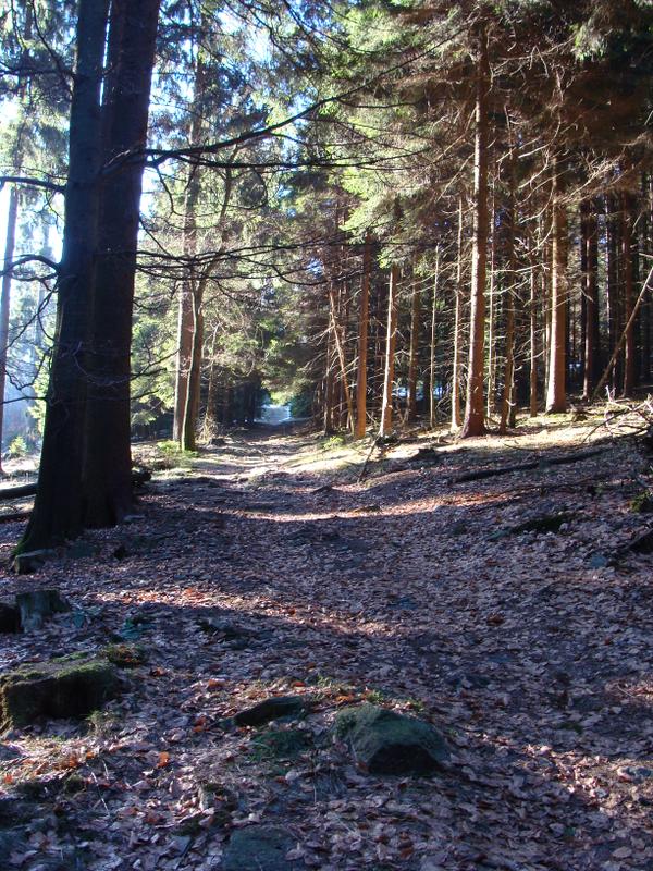 Waldweg im Taunus (Kronberger Gemarkung)