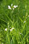 Gras mit weißer Blüte