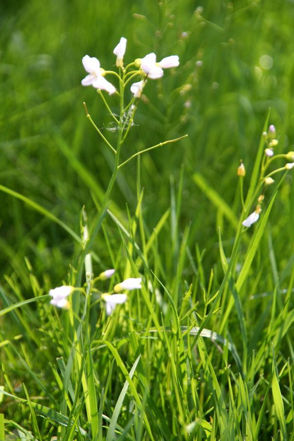 Gras mit weißer Blüte