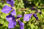 Clematis (blau)