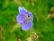 Geranium (blau)