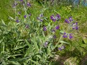 Pentaglottis sempervirens