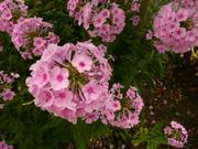 Phlox 