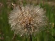 "Pusteblume"