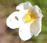 Blüte mit Insekt