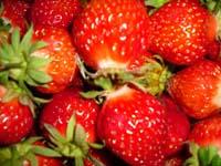 Erdbeere