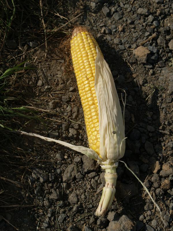 Einzelne Maispflanze