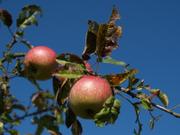 Reife Äpfel am Baum