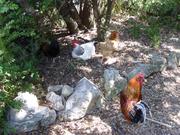 Hahn mit mehreren Hühnern