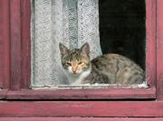Katze im Fenster (Runkel)