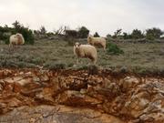 Schafe auf der Insel Cres