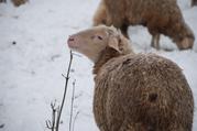 Schafe im Winter (2)