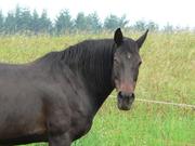 Pferd mit gedrehtem Kopf