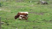 Kuh mit Kälbchen in den Alpen