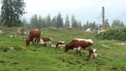 Kühe auf der Alm 